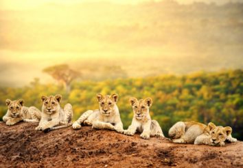 Tanzania Highlights Safari