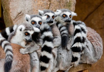 Madagascar Wildlife Discovery