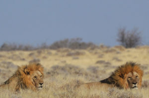 Day 7 Namibia Fly In With Swakopmund - Safarihub