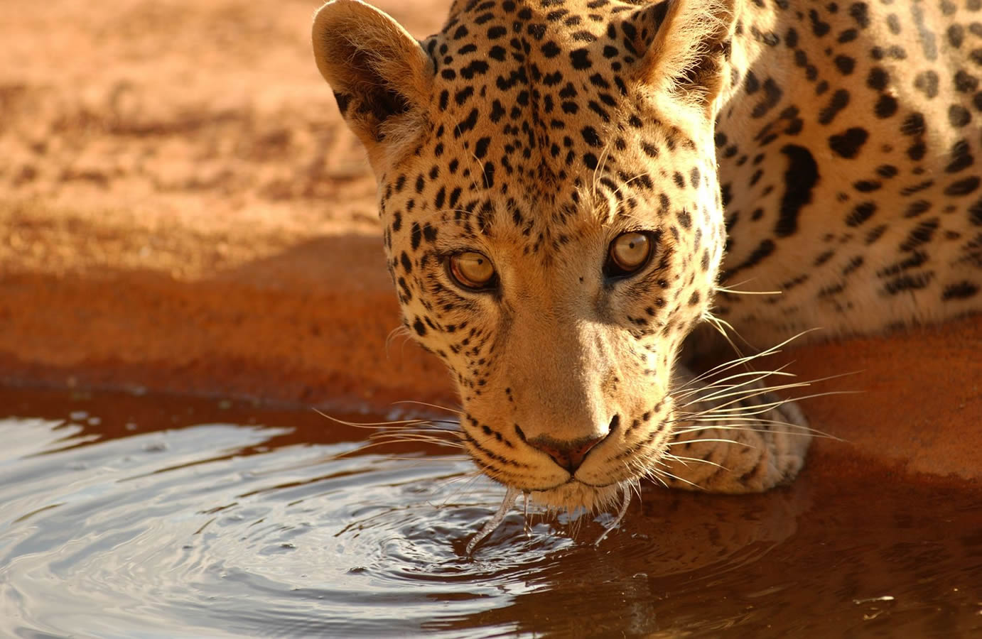 flight safari namibia