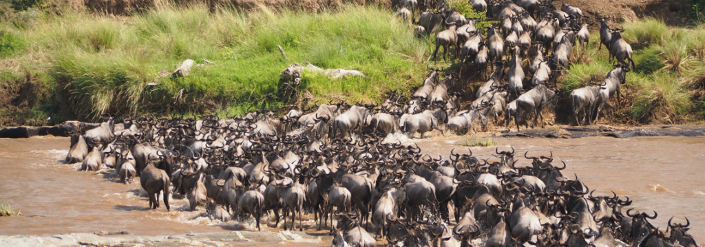 Great Migration in Serengeti - Safarihub