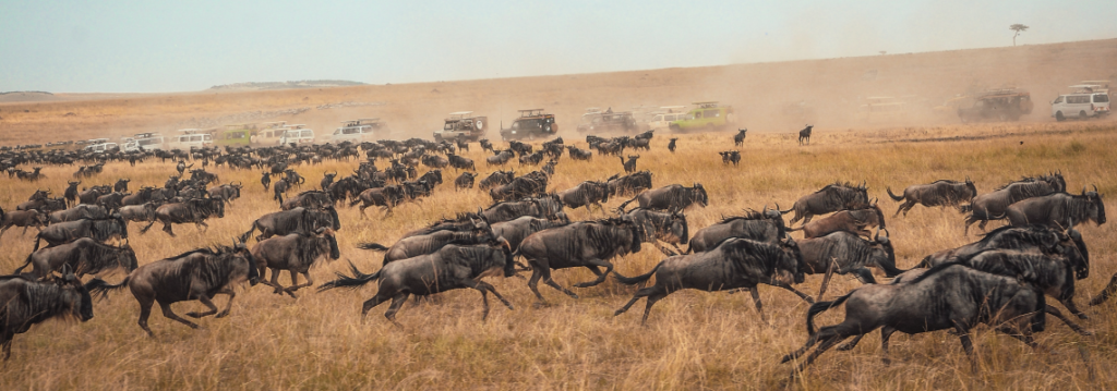 Masai Mara National Reserve - Safarihub