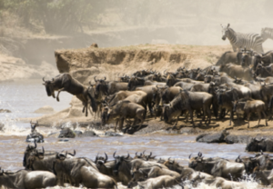 5 Things you need to know on great migration in Serengeti - Safarihub