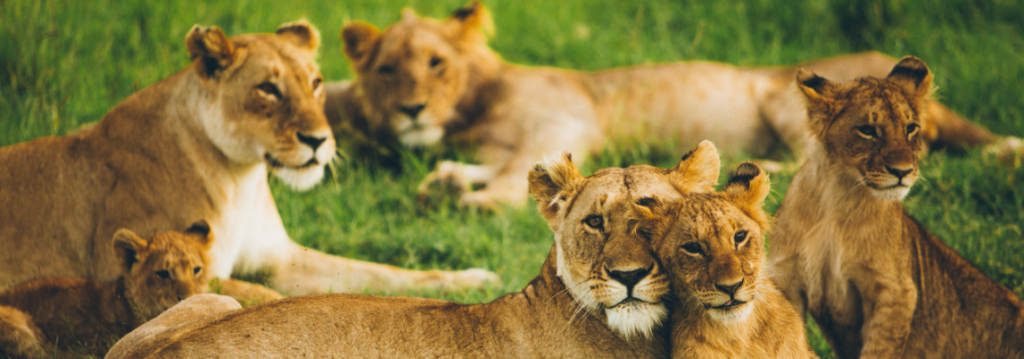 Masai Mara National Reserve is an area of animals include lions, cheetahs, elephants, zebras and hippos - Safarihub