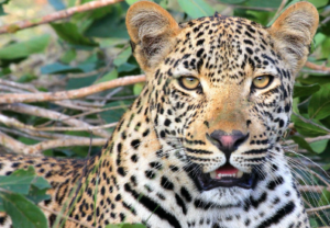 The Wonders Of Serengeti - Safarihub