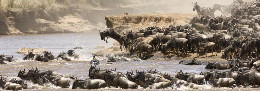 The Wonders Of Serengeti - Migration - Safarihub