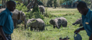 Elephants - Safarihub