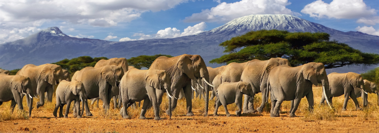 Large Herds of Elephants - Tarangire National Park - Safarihub