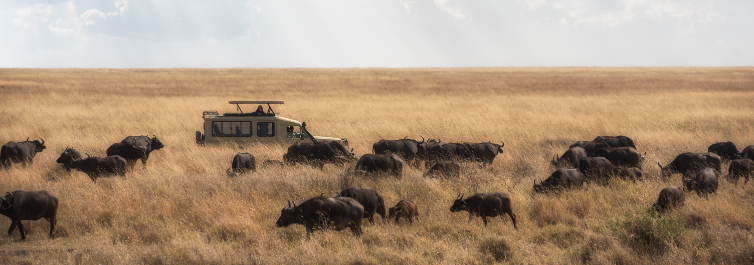 Origin of the name “Serengeti - Safarihub