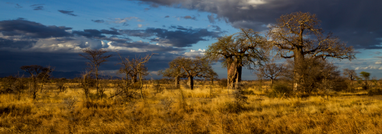 Old Massive Baobab trees - Safarihub