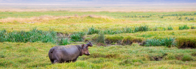 Rhino - Safarihub