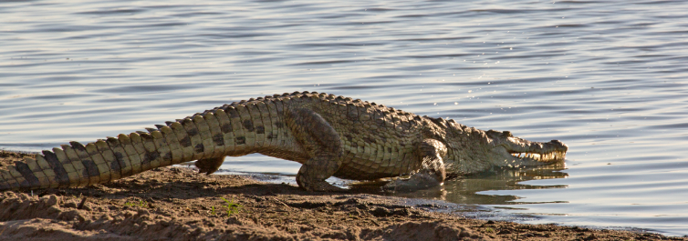 Crocodiles in East Africa - Safarihub
