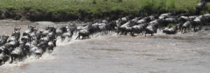 Animals in the Serengeti - Safarihub