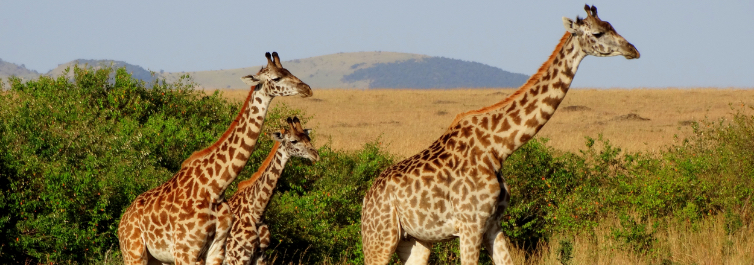 Giraffe - Safarihub