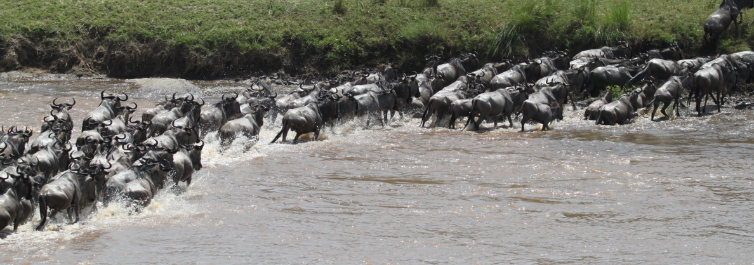 History of the Serengeti - Safarihub 