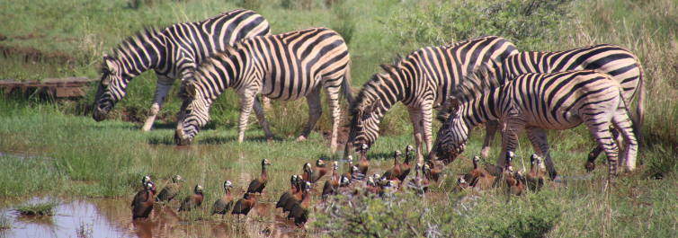 Animals in the Serengeti - Safarihub