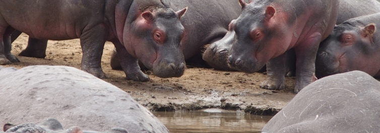 Hippo Pool - Safarihub