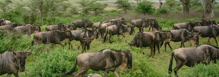 Gazelles - Ngorongoro Crater - Safarihub