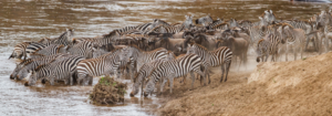 migration safari - Safarihub