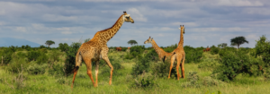 Wildlife, Maasai Mara Game Reserve - Safarihub