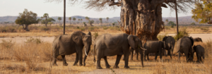 Elephants - Safarihub