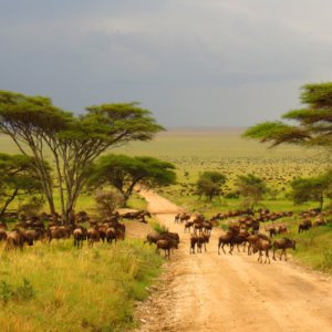 African Migration - Safarihub