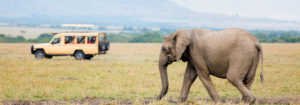 TIPS FOR SELF DRIVE IN TANZANIA - Safarihub