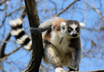 7 Tips to Plan A Perfect Madagascar Family Holiday Package