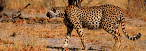 Authentic Wildlife Experience - Luxury Train Safari in Africa