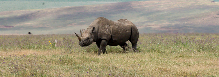 Black Rhino - Most Endangered Animals in Africa