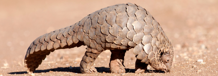 Pangolins - Most Endangered Animals in Africa