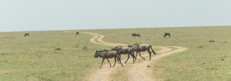 MAASAI MARA - Place to visit in Africa in 2021