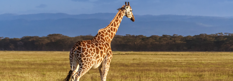 Rothschild`s Giraffe - Most Endangered Animals in Africa