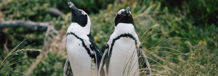 African Penguin - Most Endangered Animals in Africa