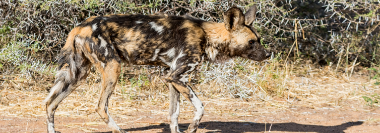 African wild dogs - Most Endangered Animals in Africa