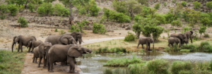 WILDLIFE - 10 Things to Know About Kruger National Park