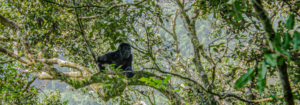 Gorillas and Primates - 7 Best Uganda Safari Tour Packages