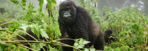 Mountain Gorilla Trekking Adventure - 7 Best Uganda Safari Tour Packages