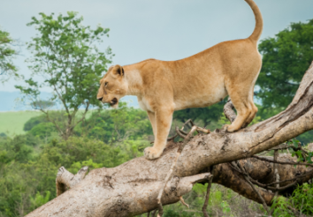 7 Best Uganda Safari Tour Packages