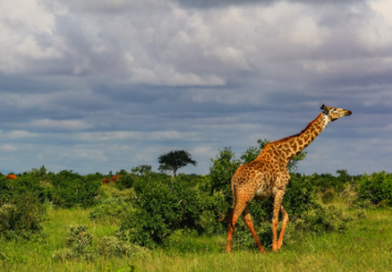 5 Best Group Safari Packages Under $1500