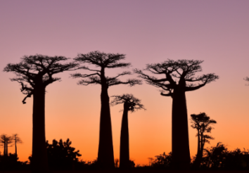 10 Reasons Why You Should Plan a Madagascar Honeymoon