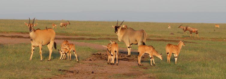 Serengeti National Park, Tanzania - African Safari Destinations - 8 Best African Safari Parks and Destinations as of 2021
