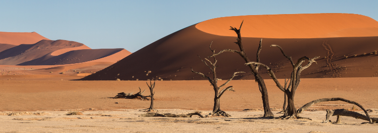 6 Best Namibia Safari Tour Packages