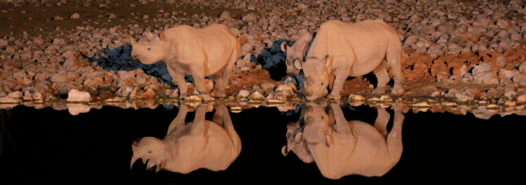 Etosha Nightlife Safari at the Okaukuejo Waterhole