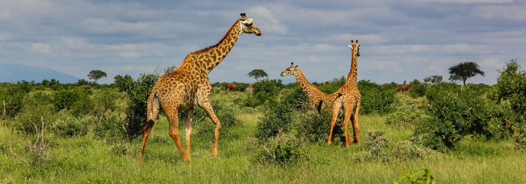 Spioenkop reserve - Drakensberg Mountains in South Africa - 10 Best Game Reserves for Safaris in Africa