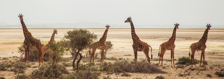 10 Best Kenya Safari Tour Packages