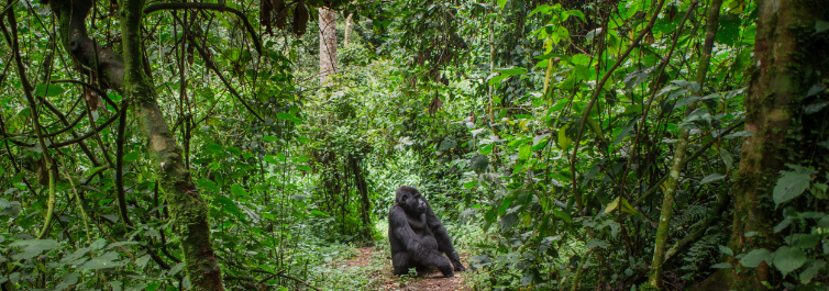 Bwindi impenetrable forest - mountain gorillas - 10 Best Game Reserves for Safaris in Africa