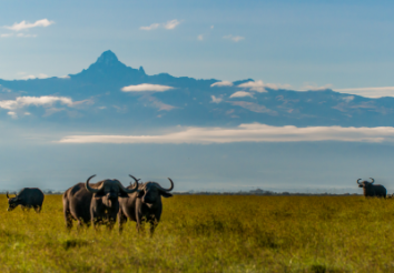 10 Best Kenya Safari Tour Packages