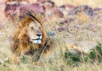 10 Best Game Reserves for Safaris in Africa