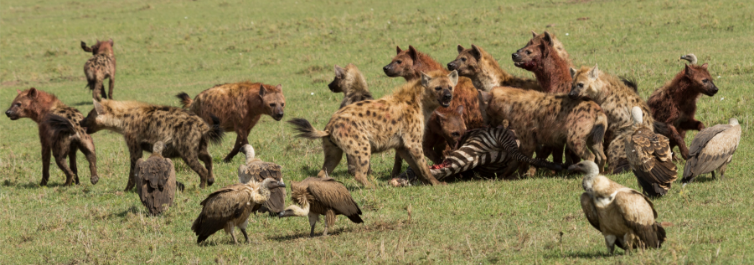 The hyenas can hunt and kill animals several times larger than them like the giraffes and buffalos -10 Incredible Facts about Hyenas